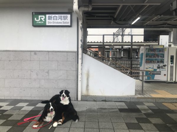 中古ログハウスお披露目