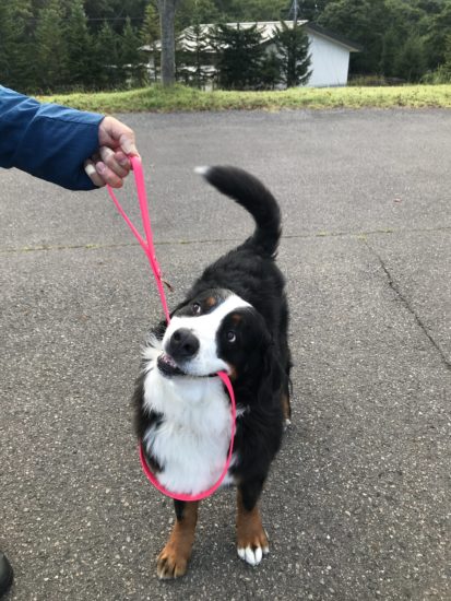 連休もタブグラハウスへ