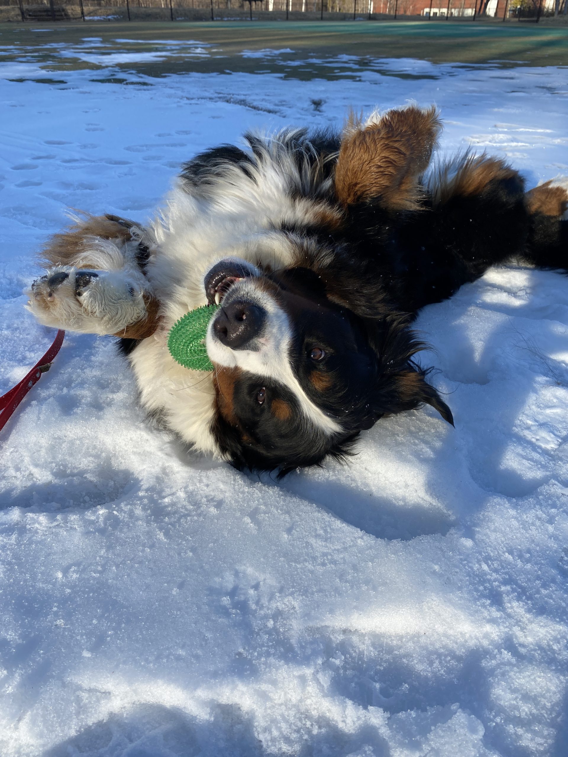 久しぶりの新幹線