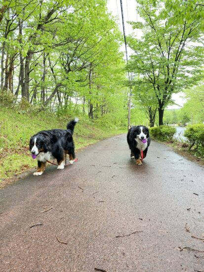 降ったり止んだり